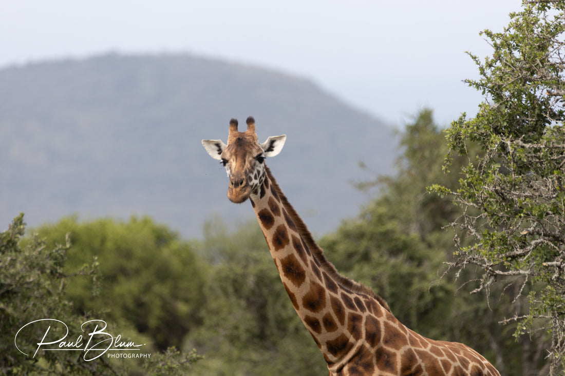 Curious Giraffe