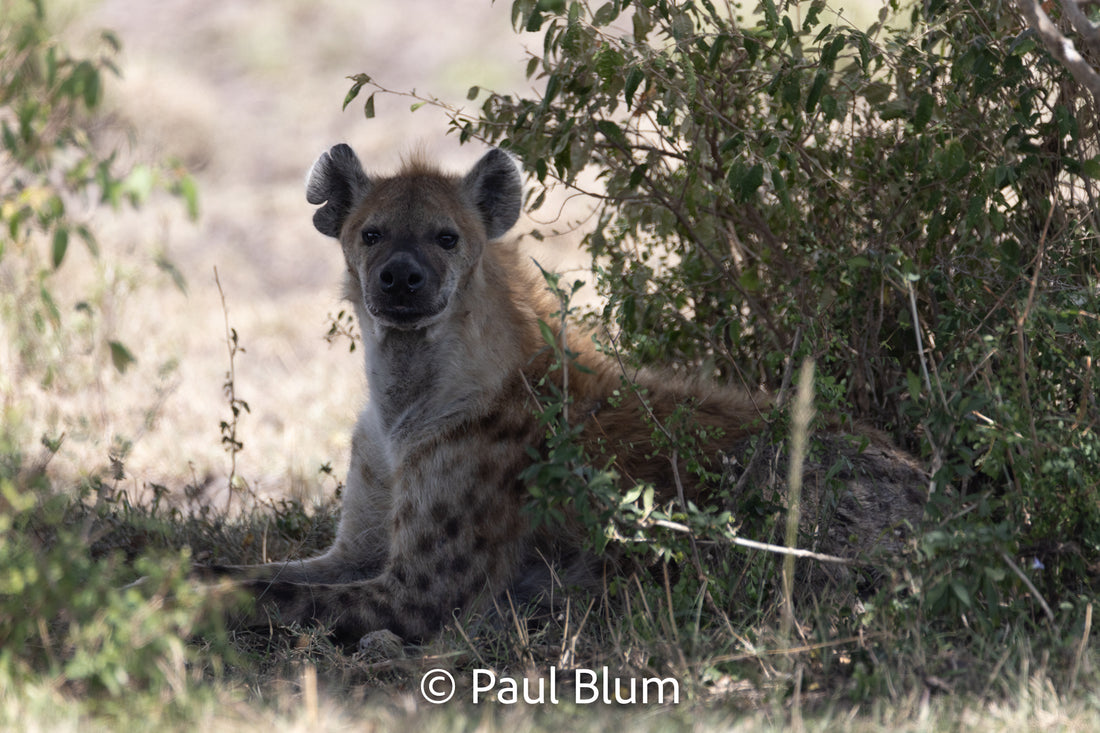 Hyena avoiding the heat of the day