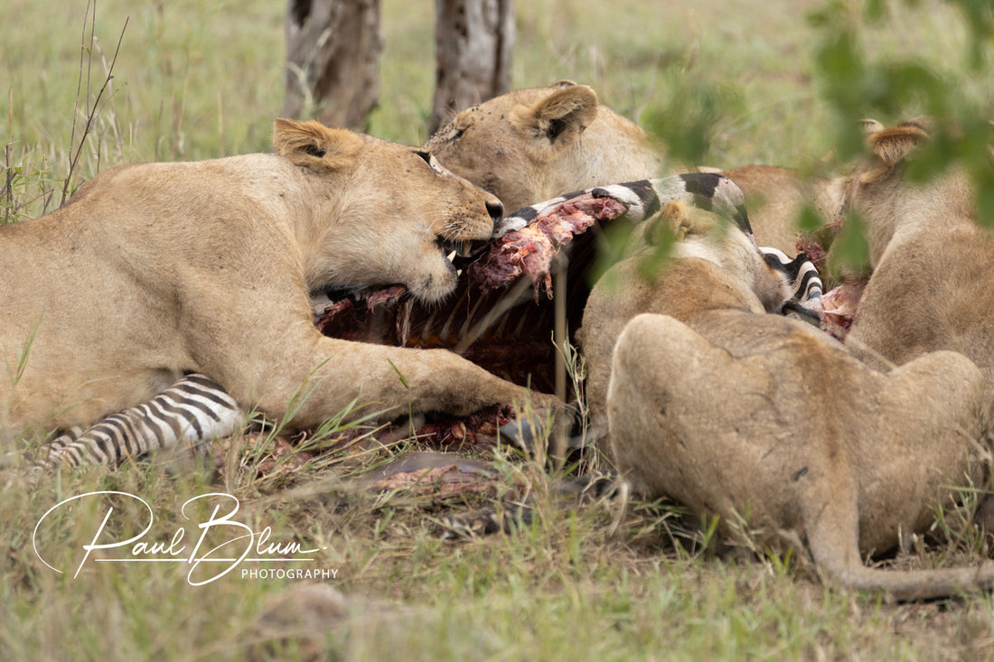 Feasting Lions