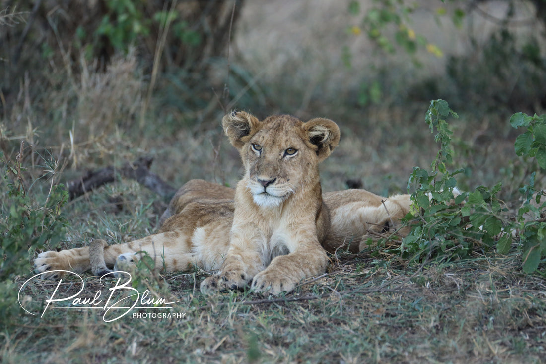 Wild Innocence: A Lion Cub's Gaze