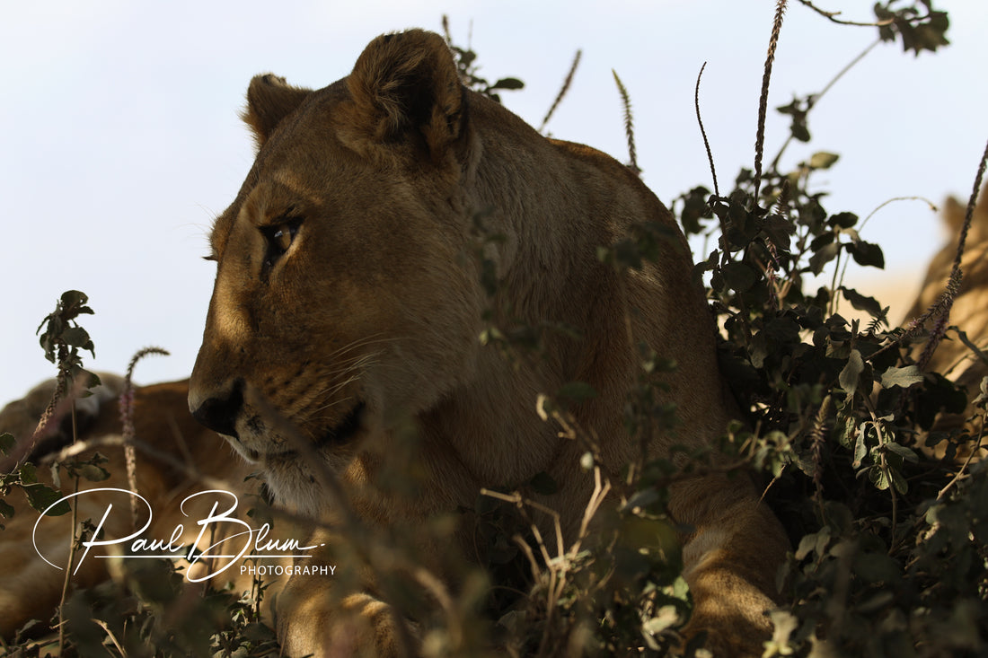 Hidden Hunter in the Brush