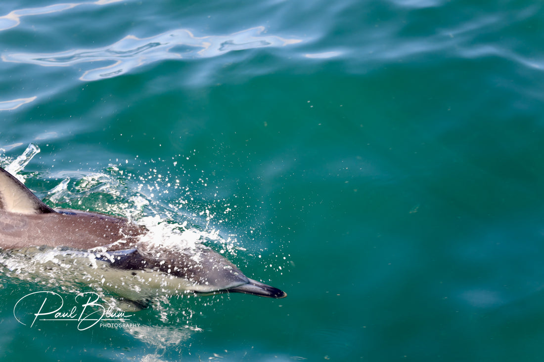 Dolphin- Waitematā Water Play