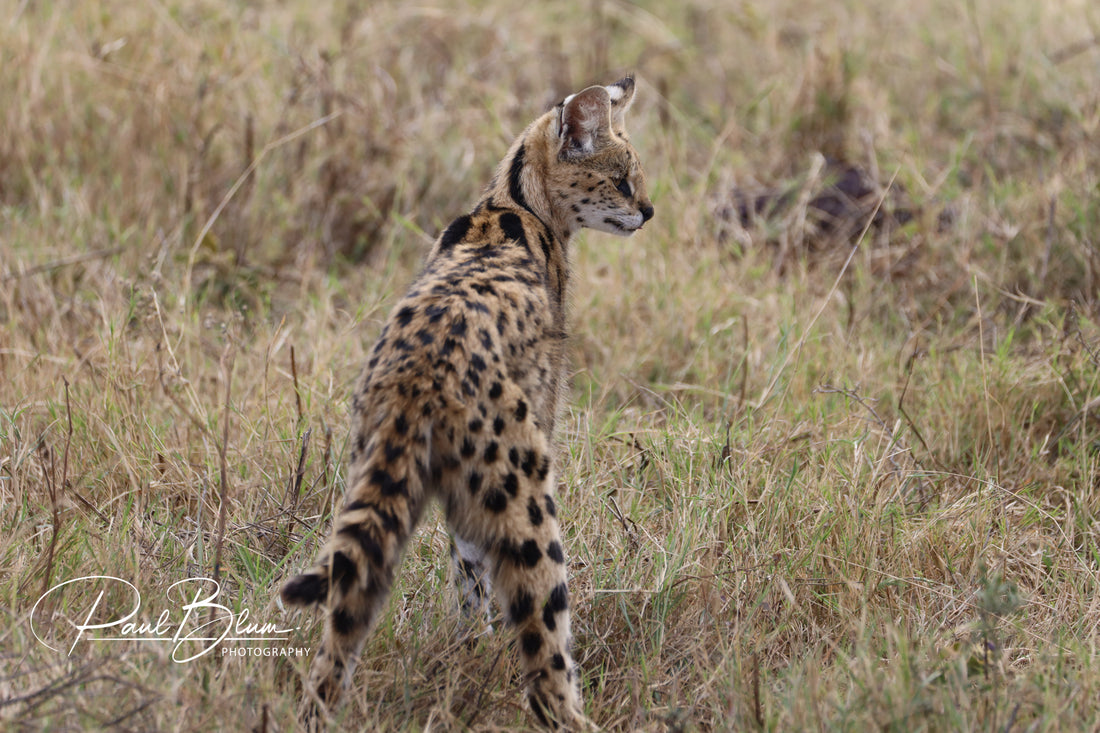 Stealth and Precision. Serval (Leptailurus serval)