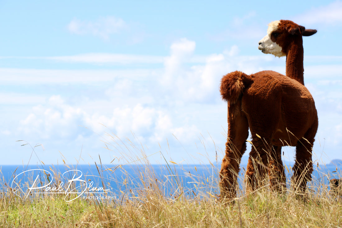 Coastal Breeze: Alpaca's Day Out