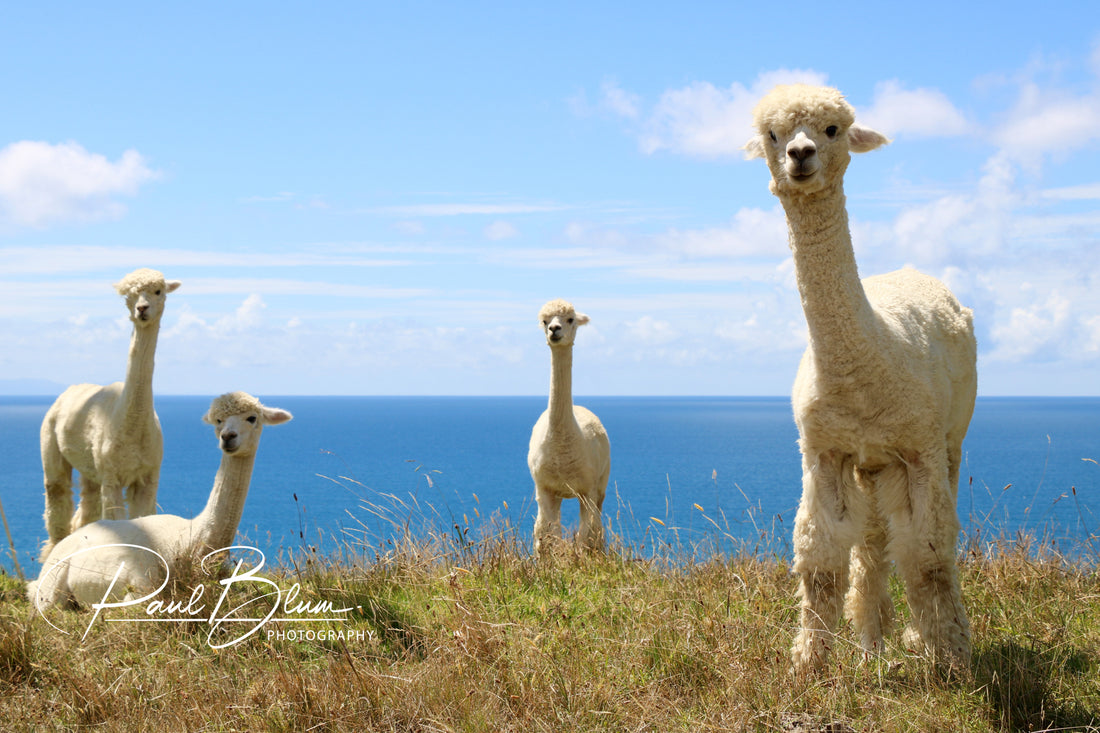 Alpacas by the Sea