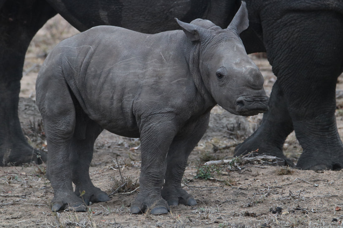 Baby Rhinoceros: Tiny titan of the wilderness.