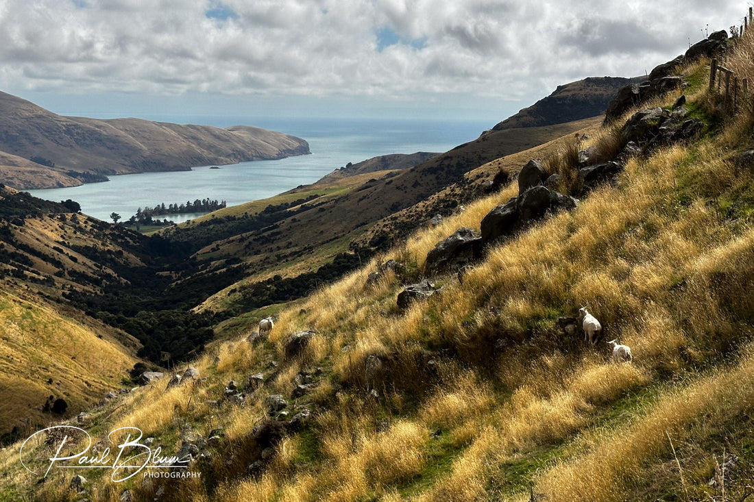 Banks Peninsula NZ