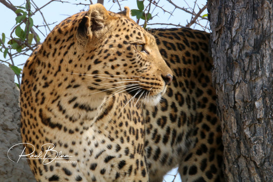 A close-up of a leopard standing beside a tree, looking to the side with a focused gaze, captured by Paul Blum Photography. The leopard's intricate spots and powerful build are highlighted against a backdrop of branches and foliage.