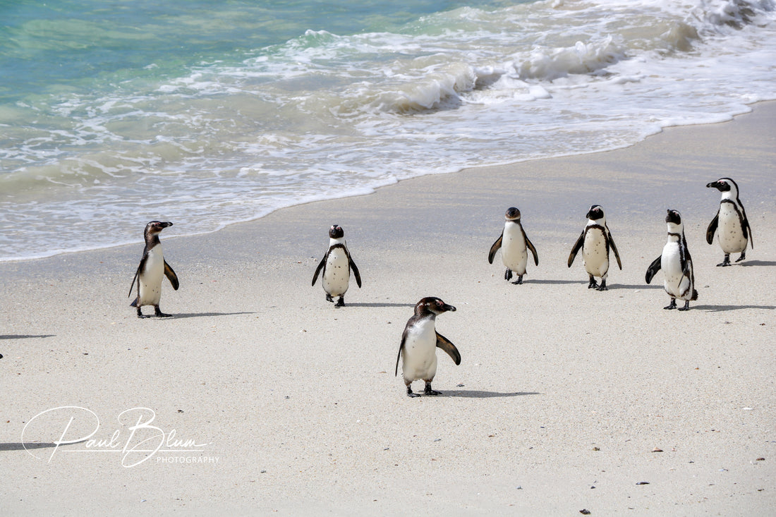 Several African penguins walking on a sandy beach with the ocean in the background. The penguins are in various poses, some facing forward and others turning away, showcasing their distinctive black and white colouring and upright posture.