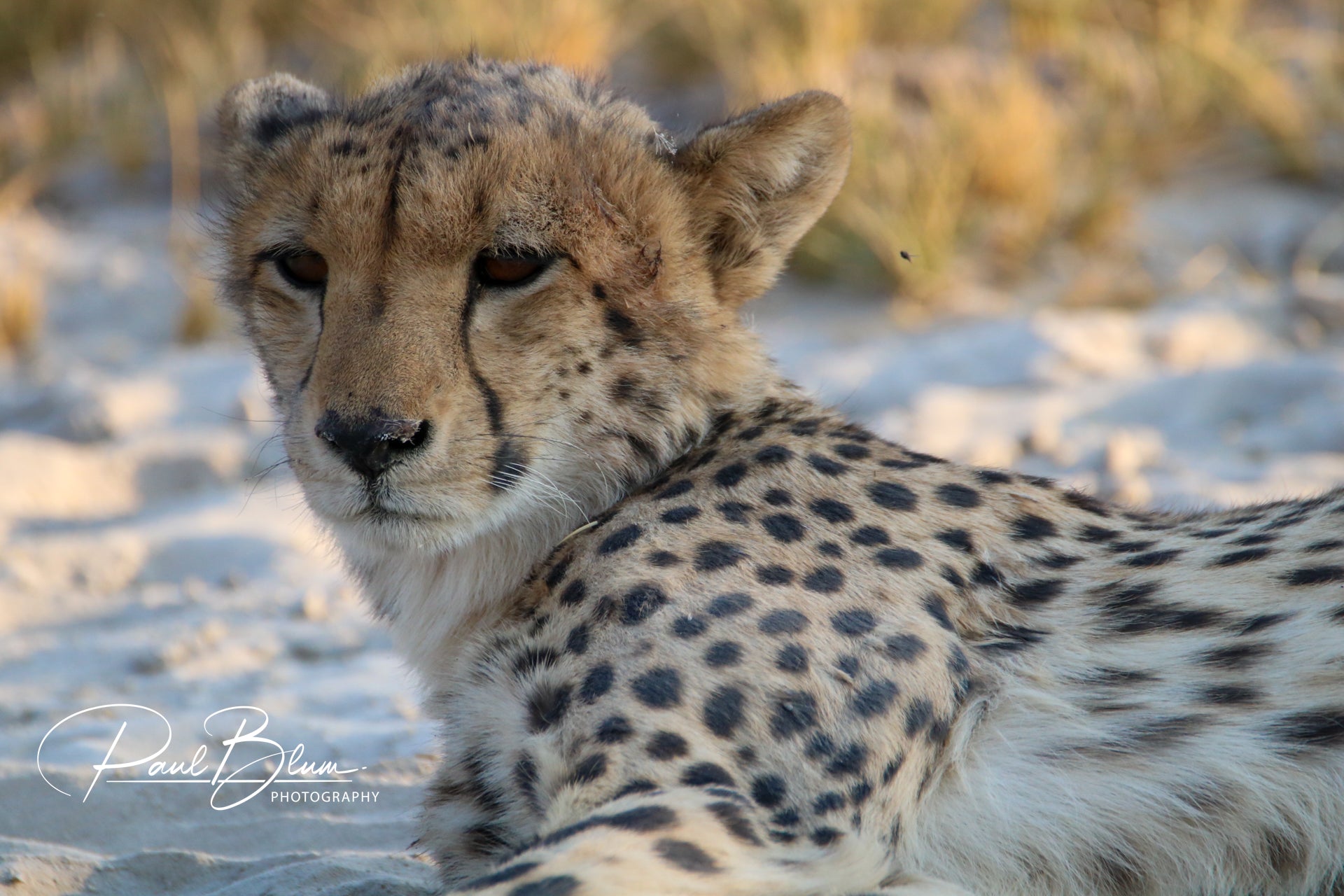 Close-up of a cheetah's face and upper body, lying on sandy ground with sparse grass. The cheetah has a calm expression, with detailed fur pattern visible and a blurred background emphasising its face. The bottom right corner features the watermark 'Paul Blum Photography'