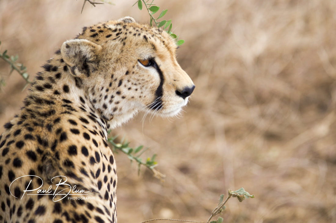 Close-up photograph of a cheetah in profile, gazing into the distance. The image captures the fine details of its spotted coat and distinct facial markings, set against a blurred savannah background.