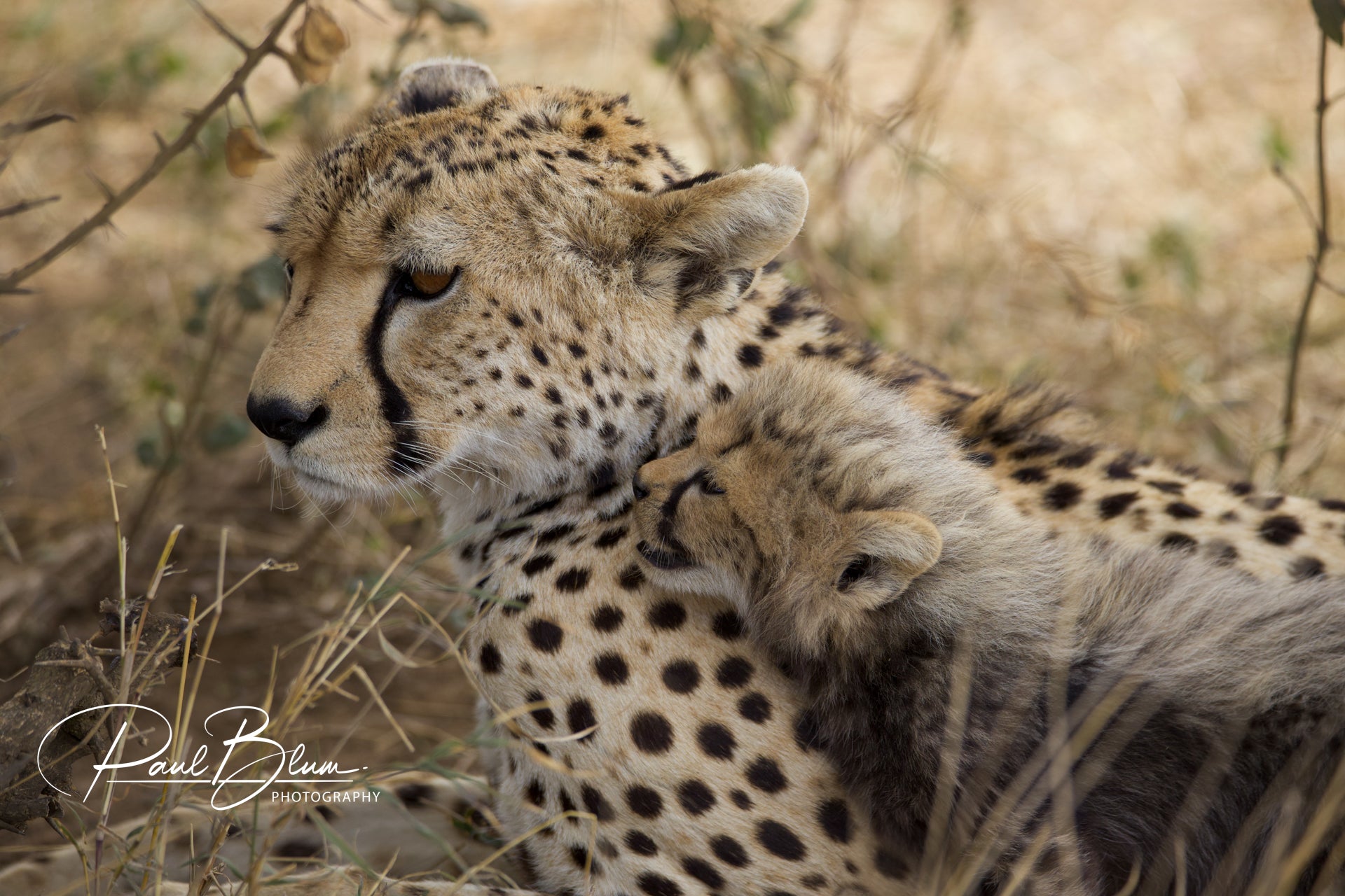 Photograph of a cheetah and its cub in a natural setting, with the adult cheetah's face in profile and the cub nuzzling its neck. The adult's focused gaze and spotted coat are detailed, set against a backdrop of dry grass and sparse foliage.