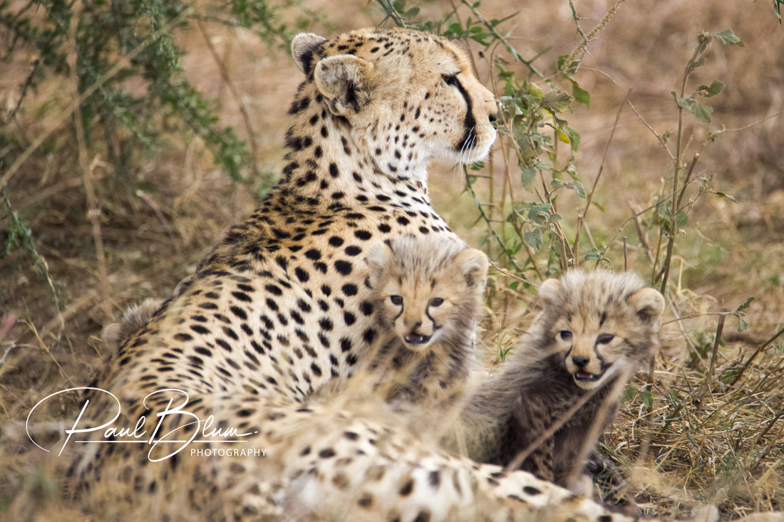 Cheetah Cubs on the Lookout