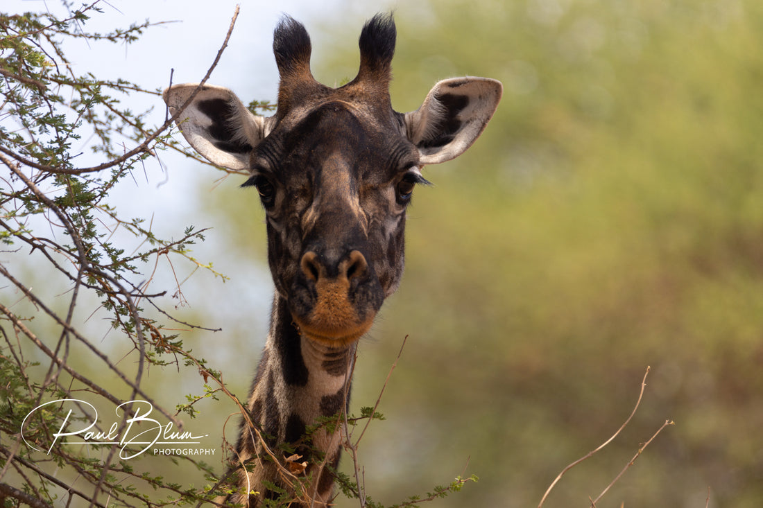 Giraffe Gaze