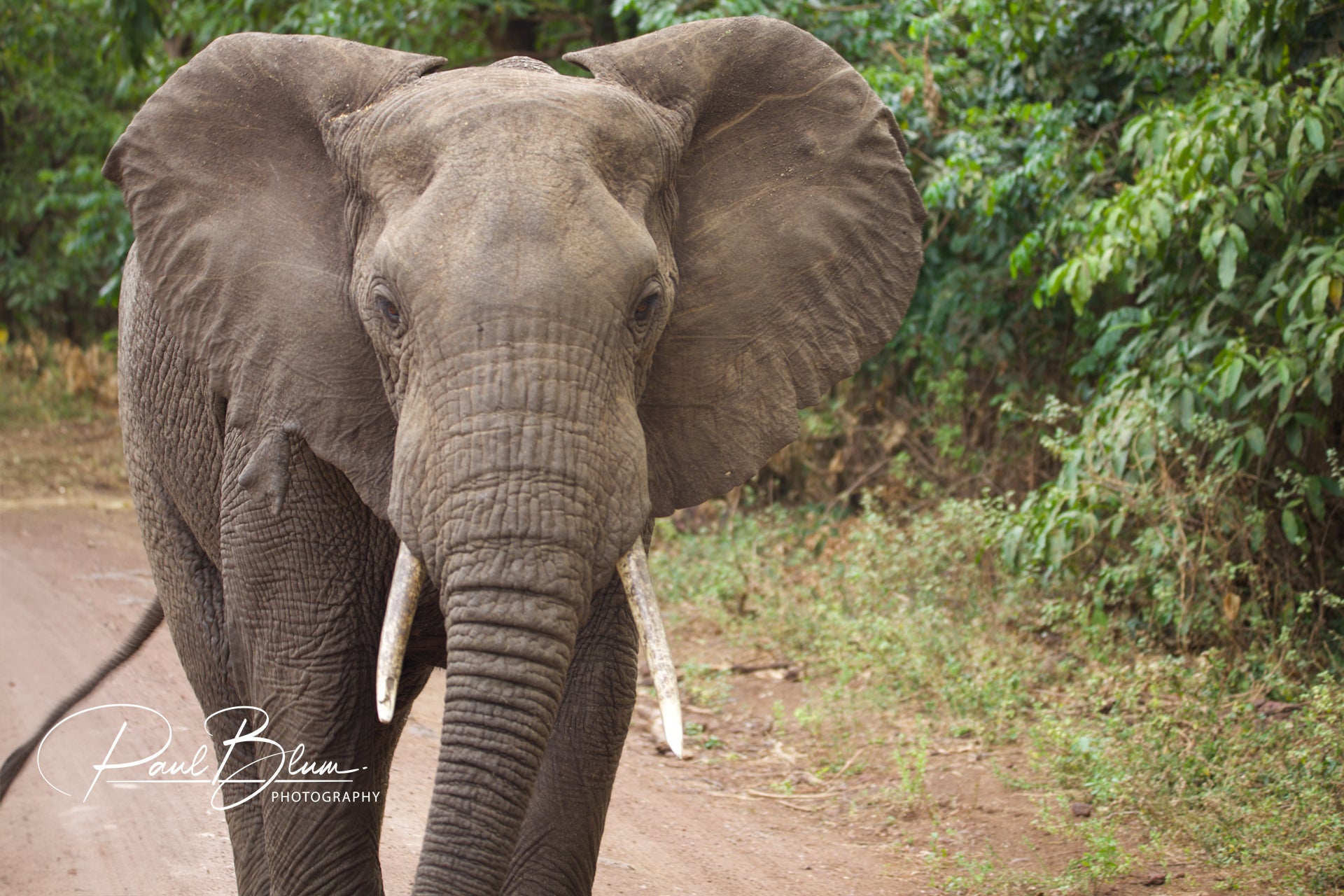 Close-up photograph of an African elephant walking directly towards the camera on a dirt path, surrounded by lush greenery. The elephant's face is detailed, showing its textured skin, large ears, and long tusks.