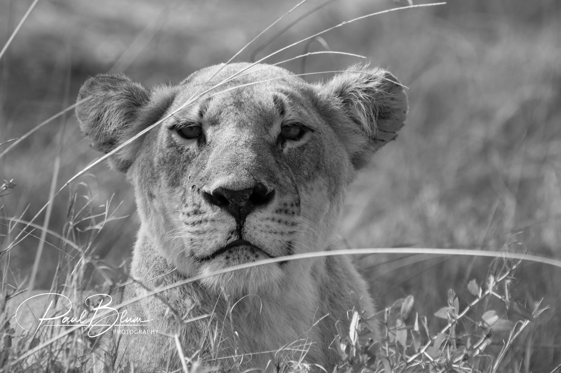 Black and white photograph of a lioness lying in tall grass, gazing directly at the camera with a serene and stoic expression. The monochrome tones highlight the texture of her fur and the details of her face, emphasising her regal and calm demeanour in the wild. The background is softly blurred, bringing focus to the lioness's powerful presence.