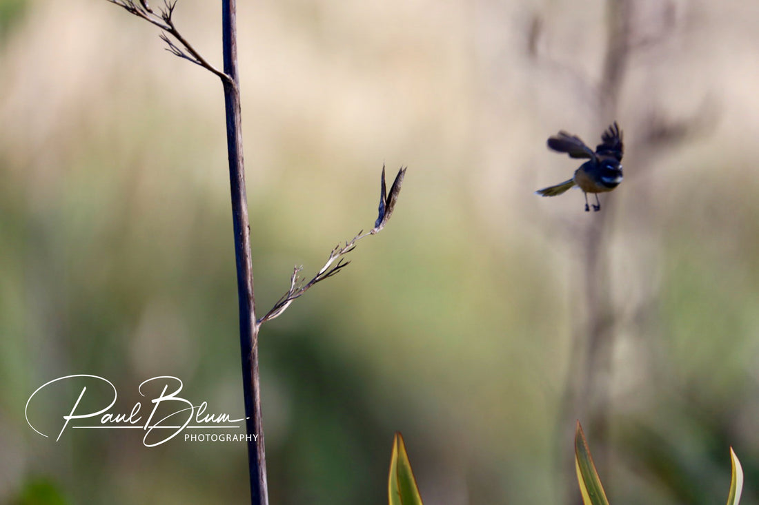 Nature's ballet: A fantail in graceful flight.