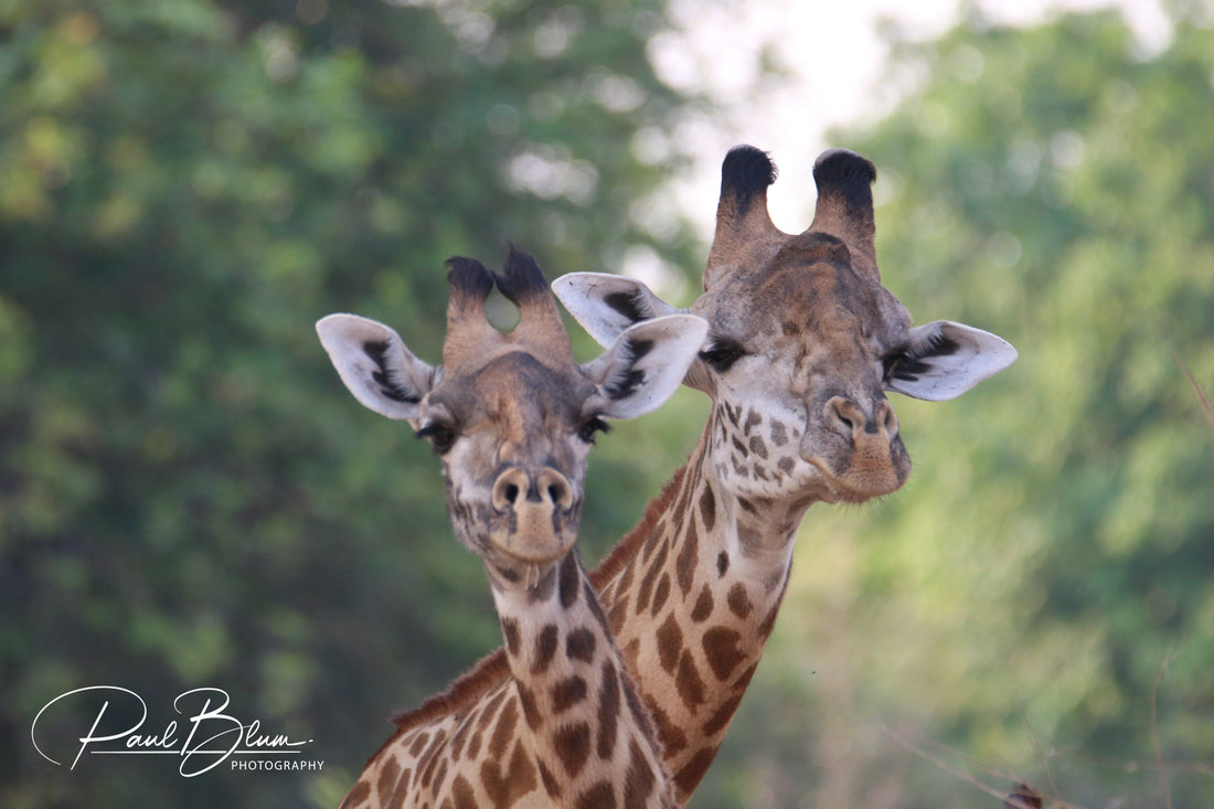 Towering Grace: Giraffes Together