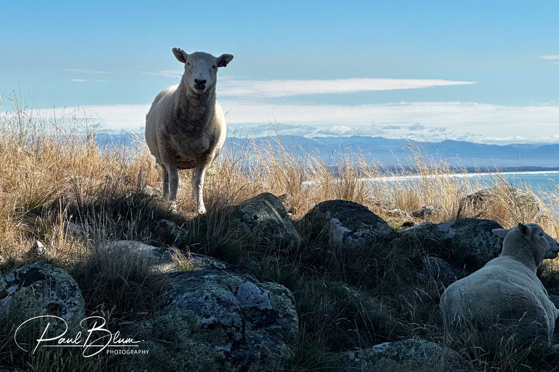 Guardian of Godley Head