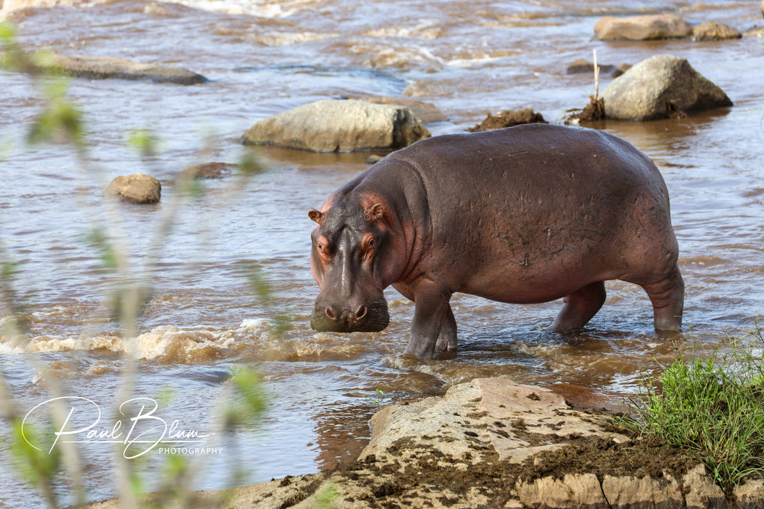 River Giant