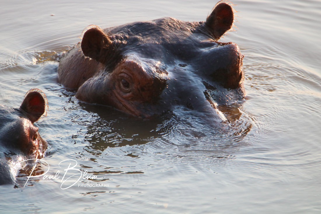 Submerged giants: Hippos at rest in their watery domain.