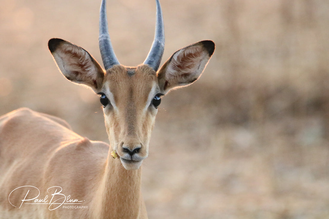 Impala