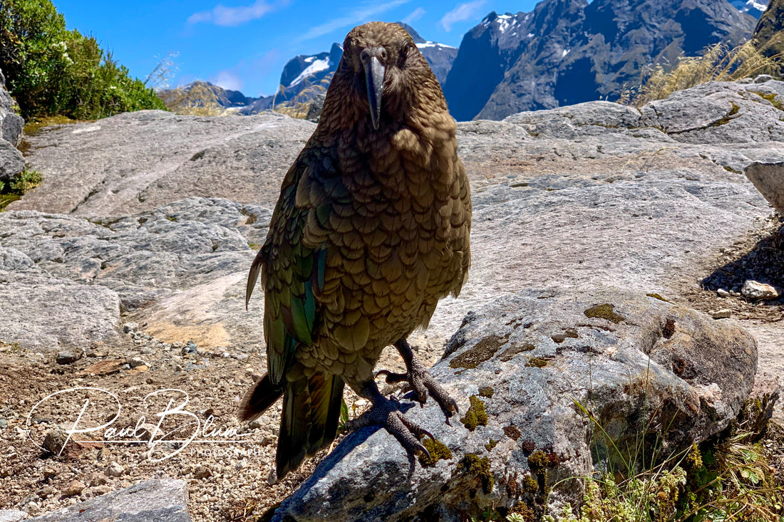 The inquisitive Kea. New Zealand's cheeky alpine parrot