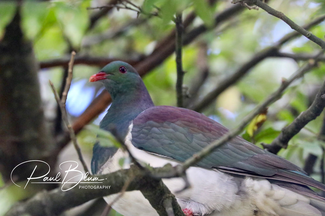 Stunning Plumage of New Zealand's Native Kererū