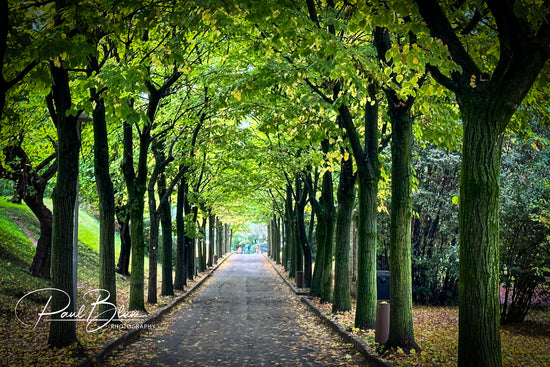 Tree-lined pathway in Sirmione, Italy, with lush green foliage forming a natural archway over a tranquil walkway, dappled sunlight creating a serene atmosphere.