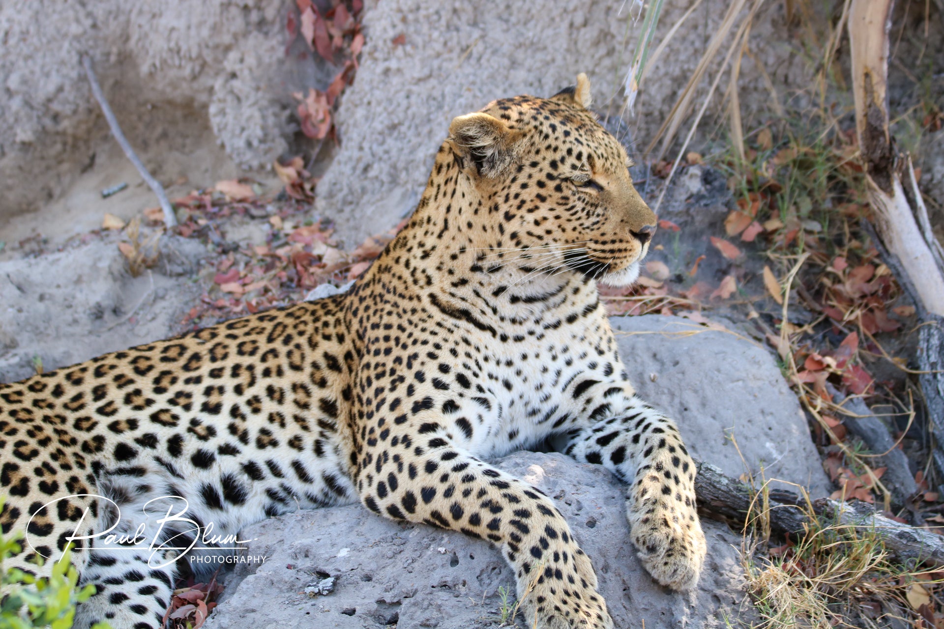 A leopard lounging on the ground amidst rocks and fallen leaves, captured by Paul Blum Photography. The leopard appears relaxed, with its eyes closed and head slightly raised