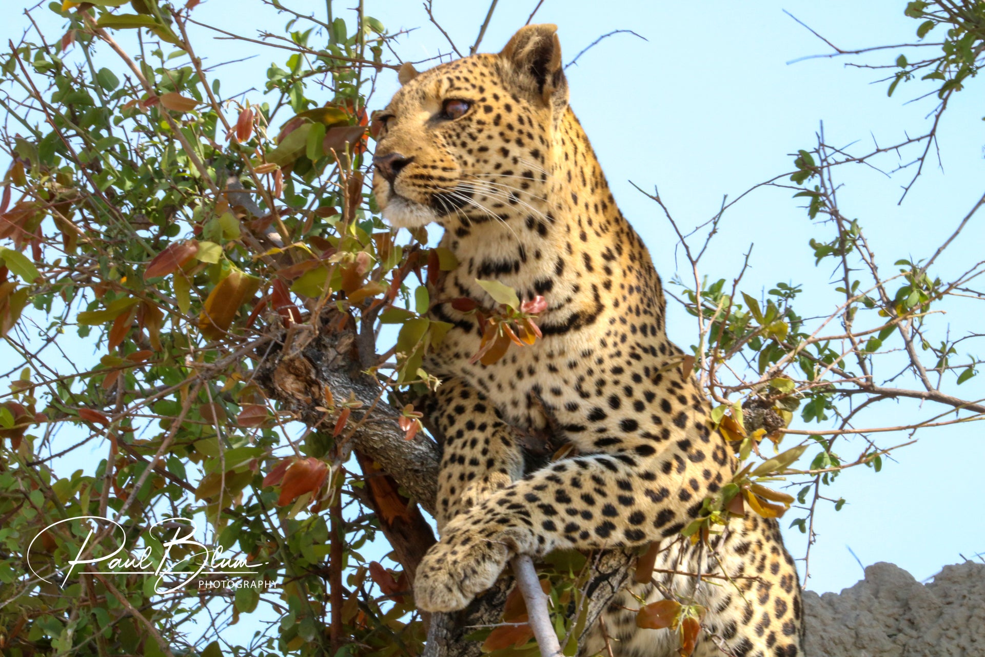 A leopard resting in a tree with its paws draped over a branch, surrounded by leaves and branches in a bright, clear sky.