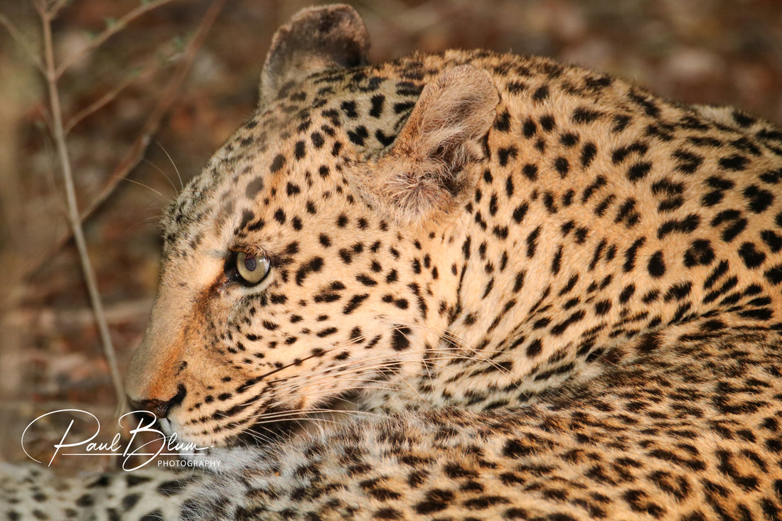 Close-up of a leopard's face showing its intense gaze and intricate spotted coat, lying in the underbrush taken by Paul Blum Photography.