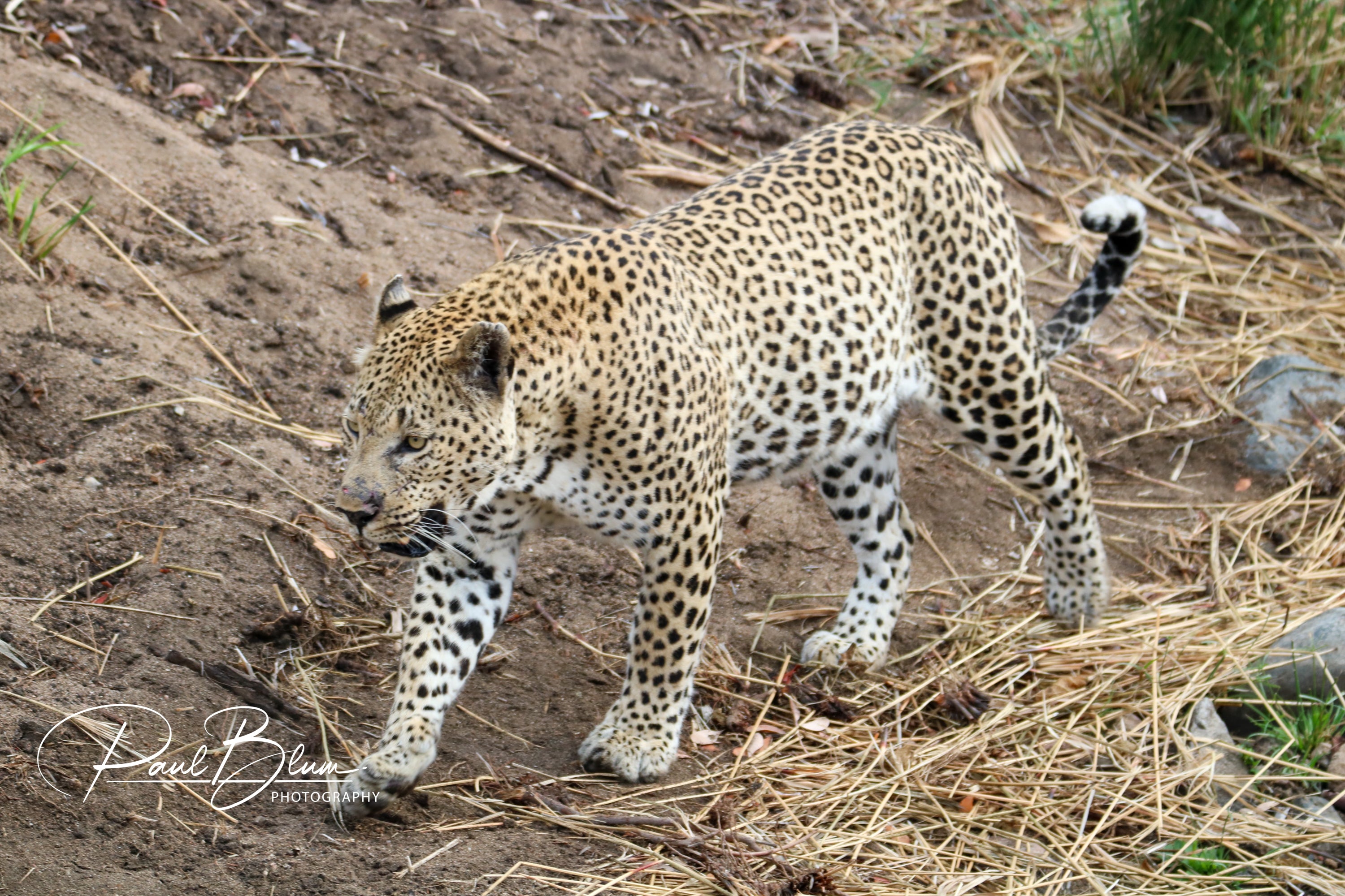 A close-up of a leopard walking gracefully on a dirt path, highlighting its muscular build and distinctive spots.