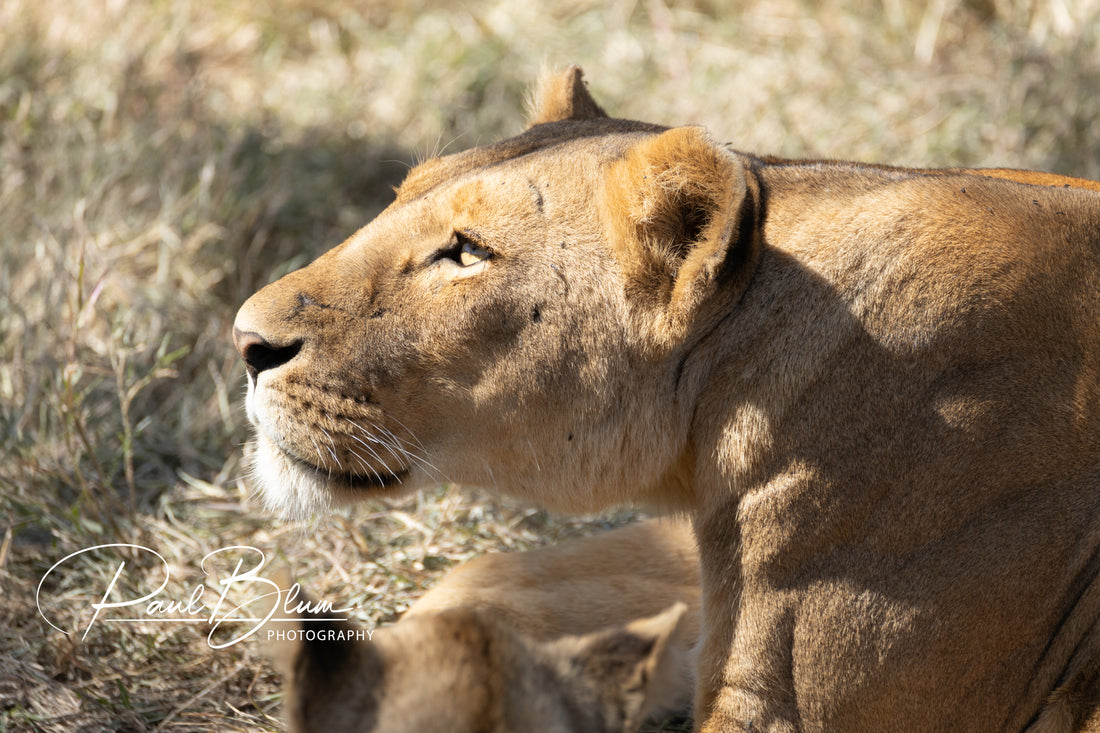 Lioness Eyes the Canopy