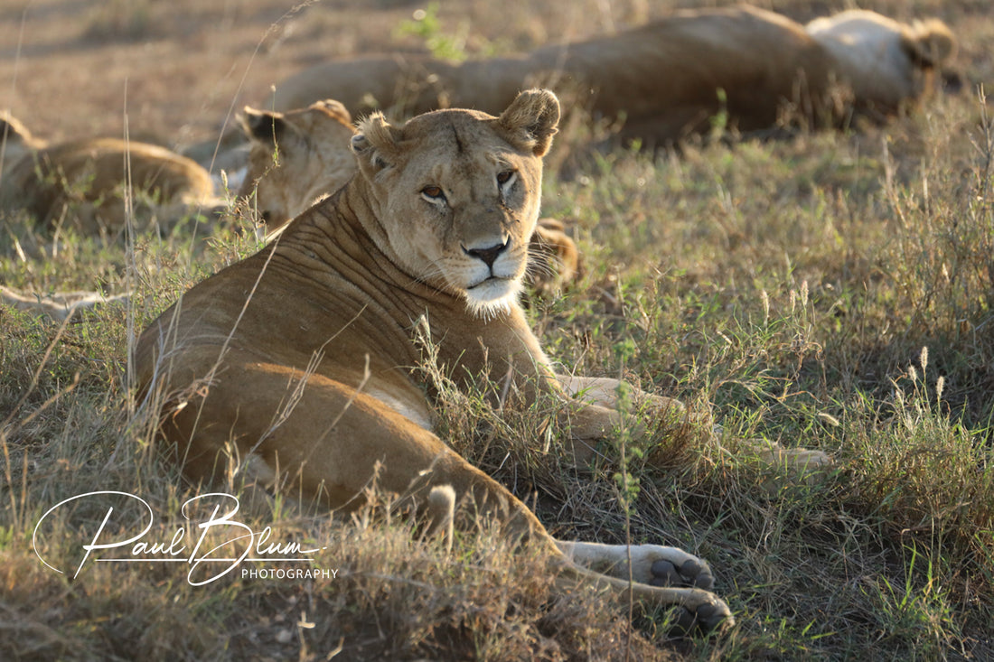 Afternoon Lull: Lioness Resting