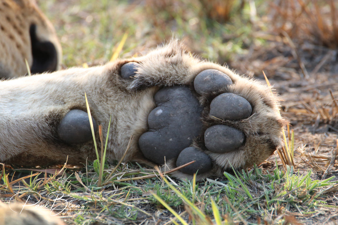 The Lion's Grip - Strength in Stillness