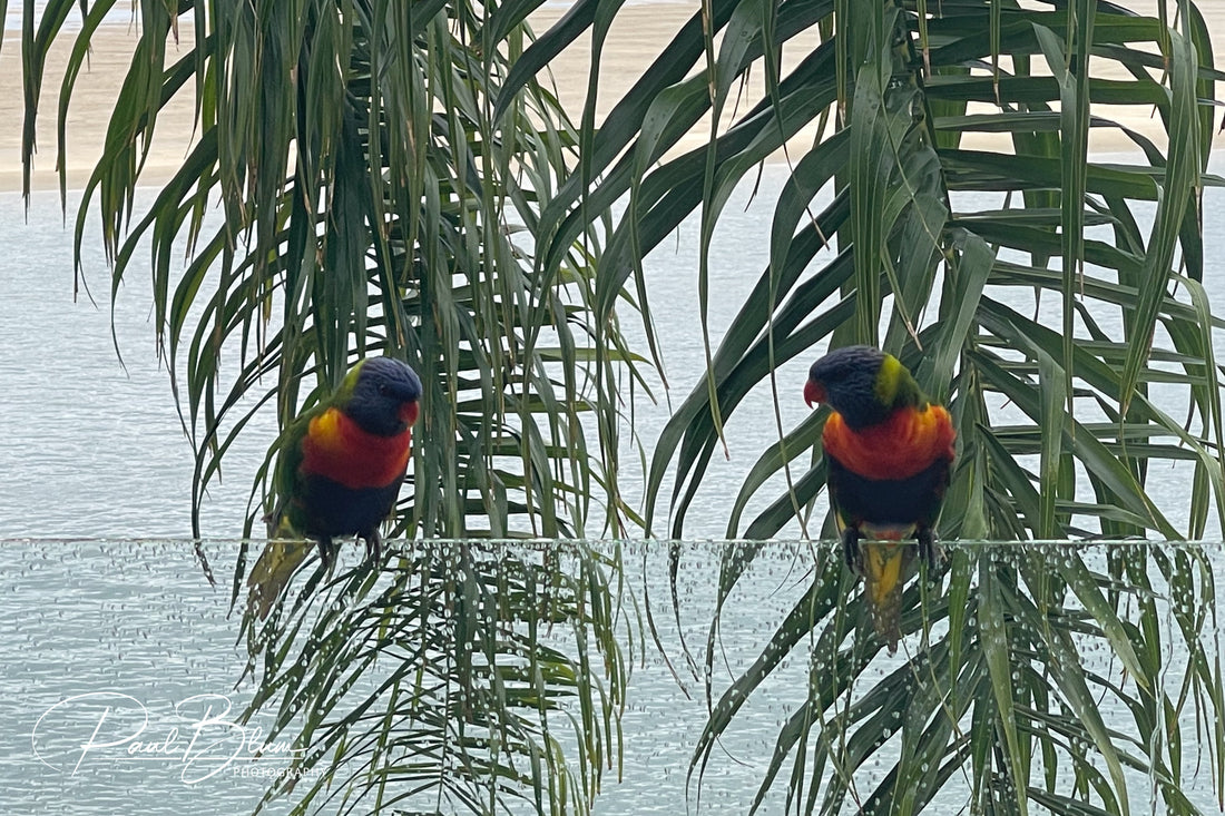 Tropical Twins: Lorikeets Mirrored in Nature's Canvas