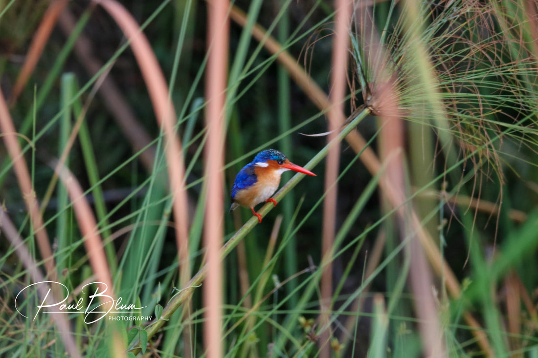 A vivid Malachite Kingfisher perched on a reed, captured in its natural habitat by Paul Blum Photography.