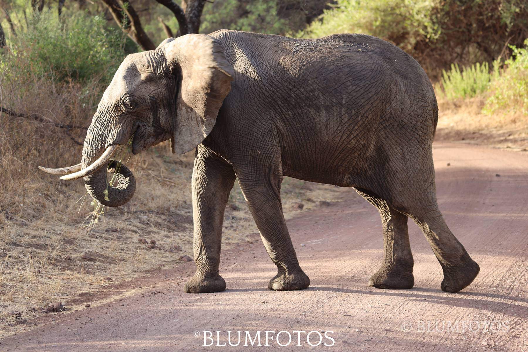 Mzee the elder -  by BLUMFOTO - Africa, Great Outdoors, Nature, Wildlife