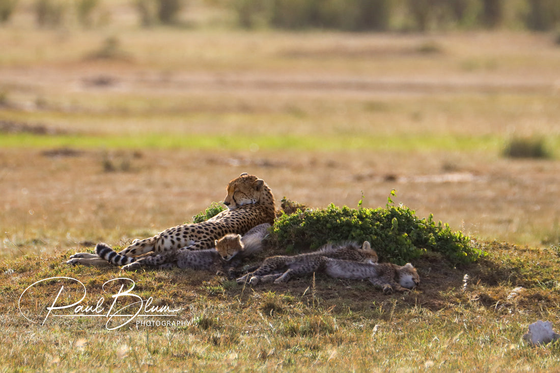 Peaceful Savannah Slumber