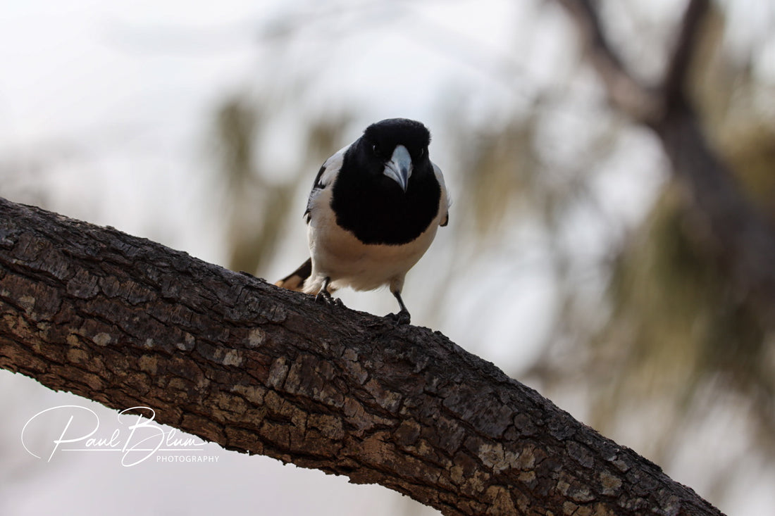 Close-up of a Pied Butcherbird perched on a curved branch, facing forward with a keen gaze. The bird's black and white plumage contrasts sharply with the softly blurred natural background, highlighting its alert posture.