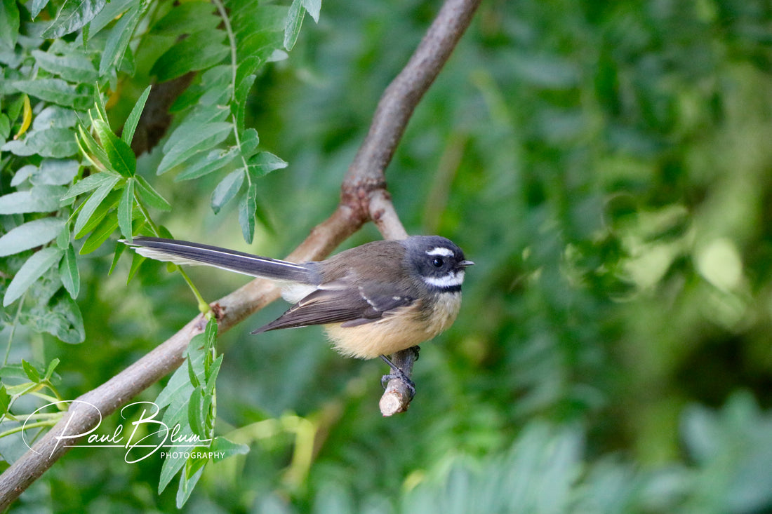 Forest Performer: A charming piwakawaka dances along the branches in its natural theatre.