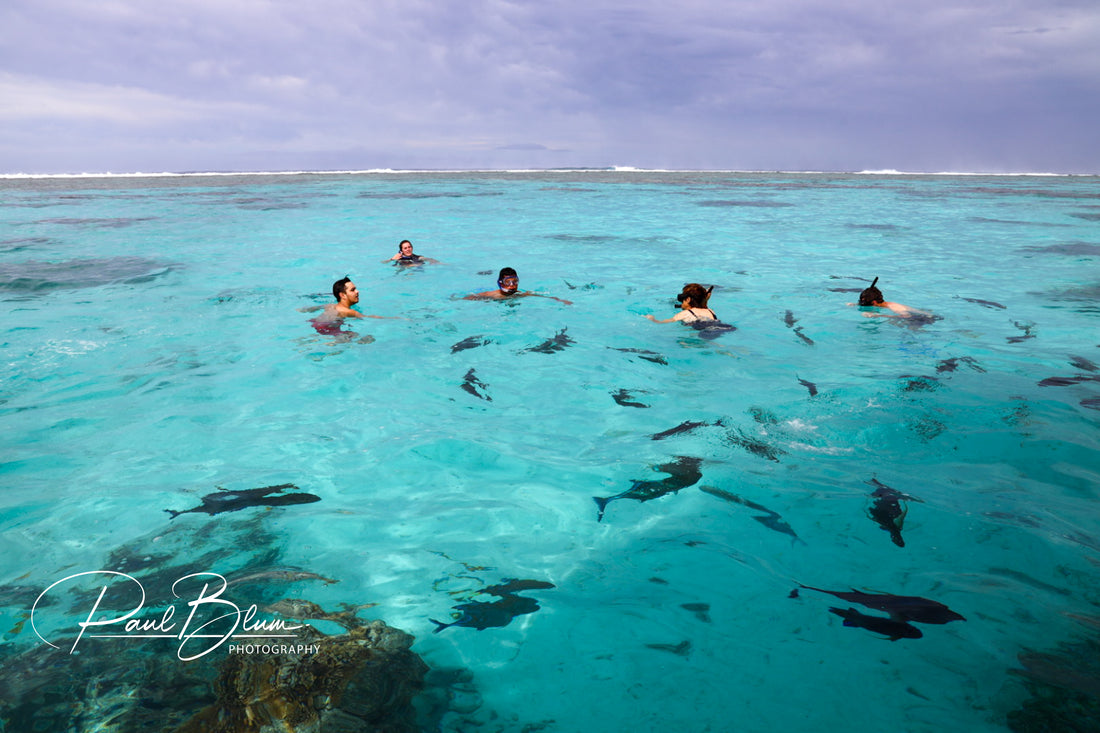 Aerial view of a group of snorkelers floating in crystal-clear turquoise waters, surrounded by small blacktip reef sharks and vibrant coral reefs beneath them.