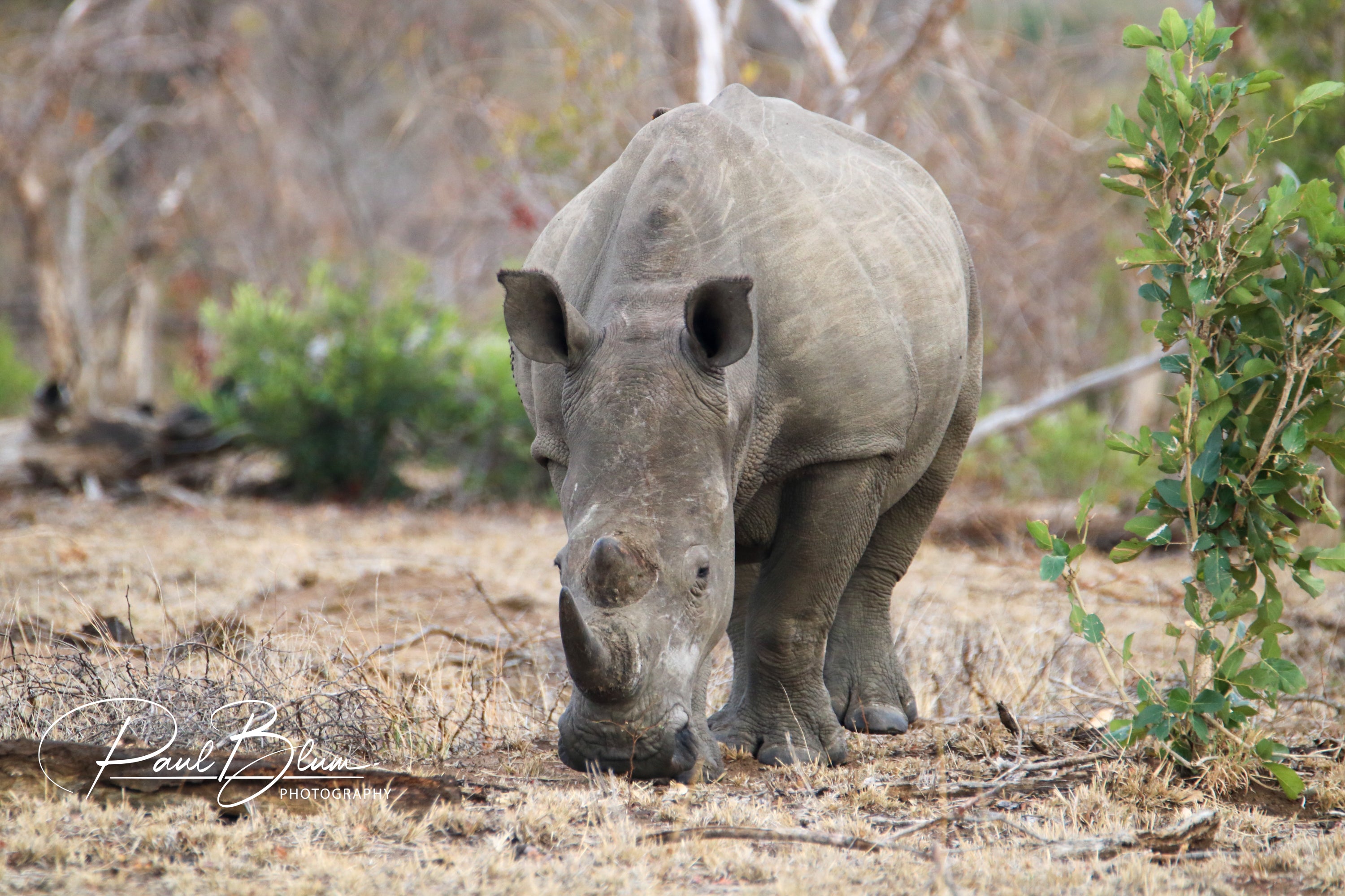 A photograph of a rhinoceros standing in a natural, dry savannah environment, captured by Paul Blum Photography. The rhino is facing forward, with its head lowered, showcasing its powerful and majestic presence. The detailed texture of its skin and the natural surroundings are highlighted. The image was taken with a Canon EOS R at ISO 500, 450mm, f/6.3, and 1/640 sec.