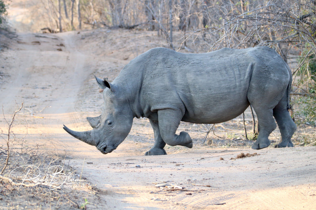 Rhino's Dusty Trail