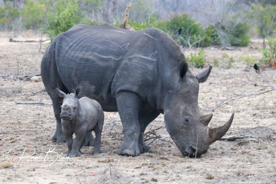 A mother rhinoceros grazing while her calf stands beside her in a dry, natural habitat, captured by Paul Blum Photography.