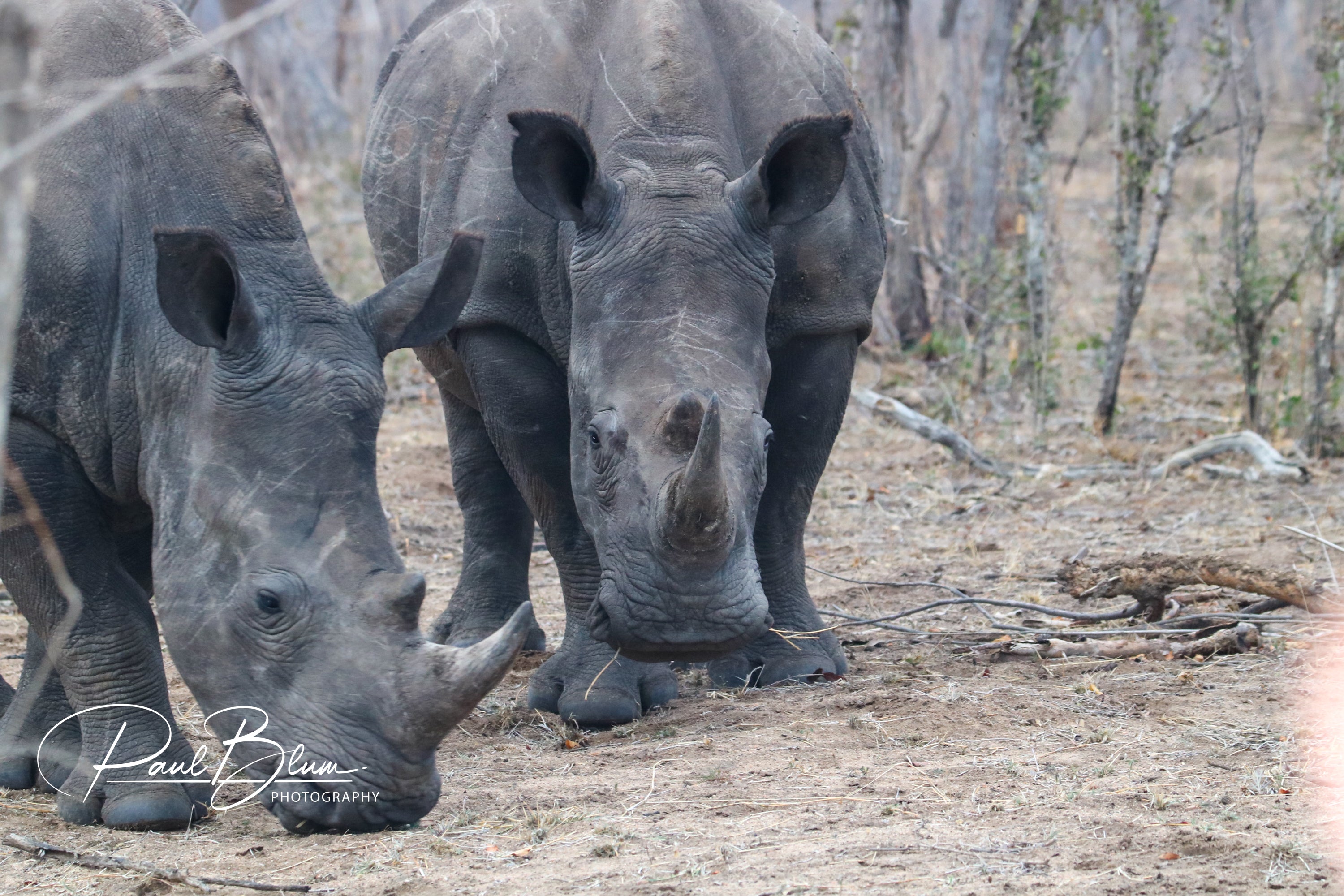 Two white rhinos grazing in the savannah, their large and robust bodies highlighted against the dry landscape.