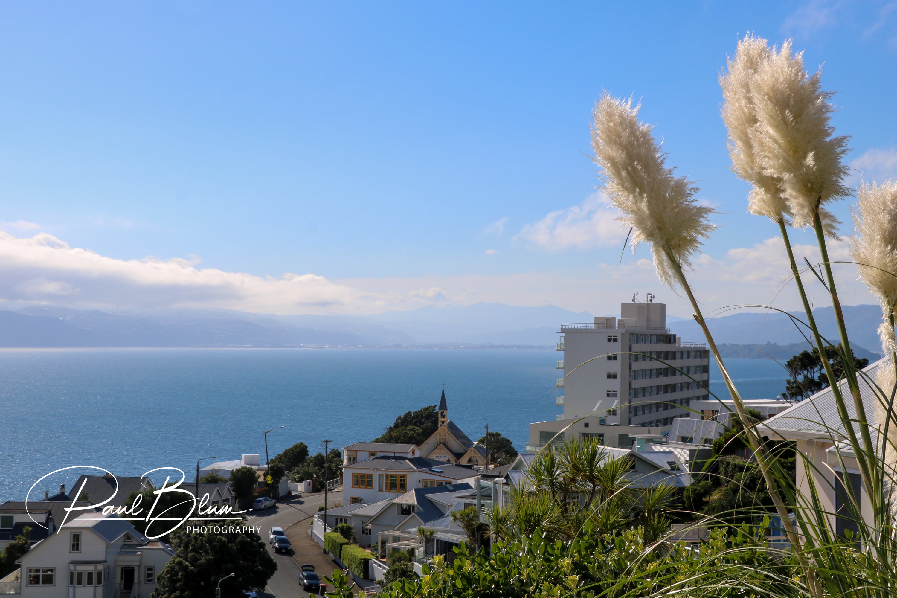 A scenic view of Roseneath, Wellington, showcasing the vast expanse of Wellington Harbour with pampas grass in the foreground and a clear blue sky.