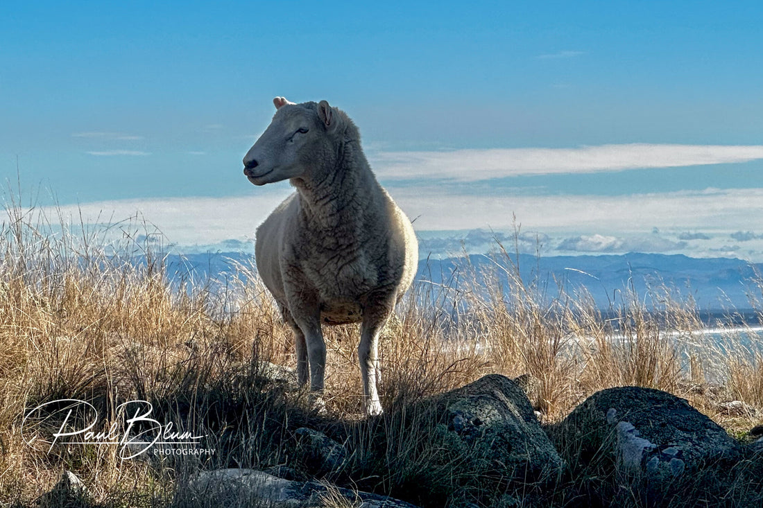 A majestic sheep standing in a grassy field with mountains in the background, captured by Paul Blum Photography.