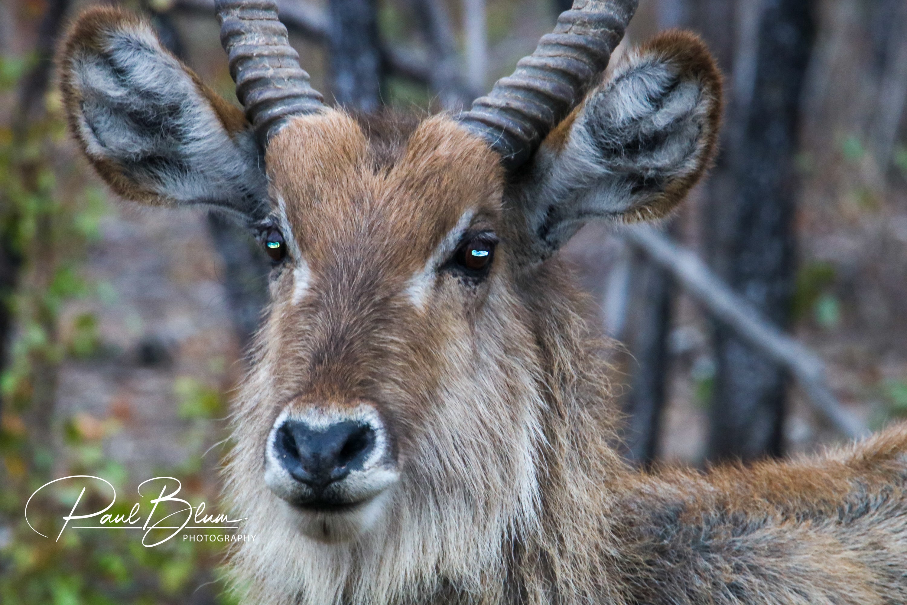 Close-up photo of a waterbuck facing the camera, showcasing its detailed facial features and large, expressive eyes. The waterbuck's prominent horns and tufted ears are visible, set against a blurred natural backdrop.